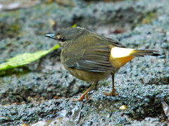 Myiothlypis fulvicauda