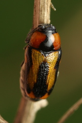 Peploptera