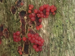 Nectriaceae
