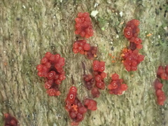 Nectriaceae