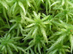 Sphagnum centrale