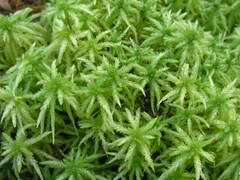 Sphagnum centrale