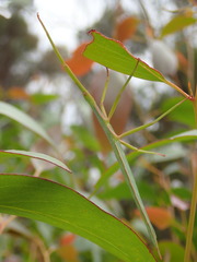Didymuria violescens