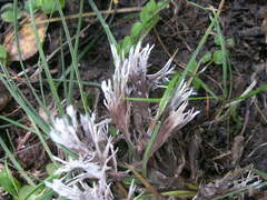 Thelephora penicillata