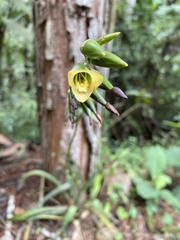 Vriesea