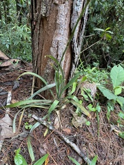 Vriesea