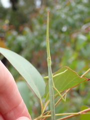 Didymuria violescens