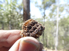 Allocasuarina torulosa