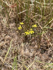 Goodenia gracilis