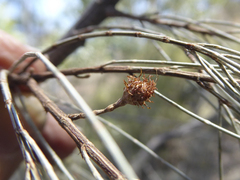 Allocasuarina torulosa