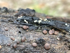 Trichoderma
