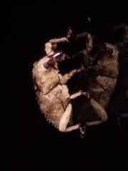 Mitrastethus baridioides