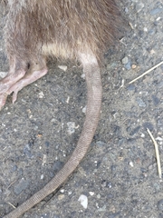 Rattus losea
