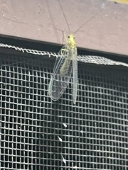 Italochrysa insignis