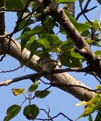 Passer montanus saturatus