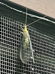 Italochrysa insignis