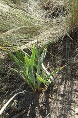 Iris humilis