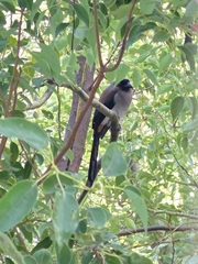 Dendrocitta formosae formosae