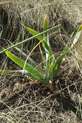 Iris humilis