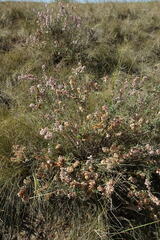 Atraphaxis frutescens