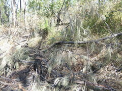 Allocasuarina torulosa
