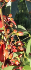 Erythrina crista-galli