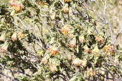 Liparia splendens splendens