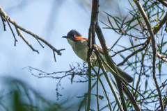 Hemixos castanonotus