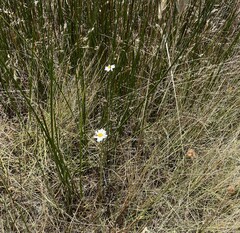 Allittia cardiocarpa