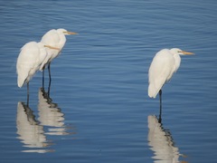 Ardea alba