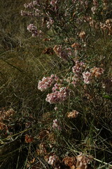 Atraphaxis frutescens