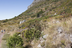 Liparia splendens splendens