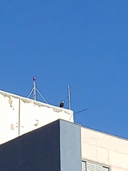 Caracara plancus
