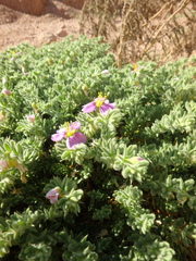 Fagonia mollis