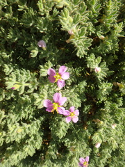 Fagonia mollis