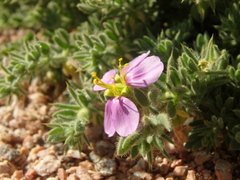 Fagonia mollis