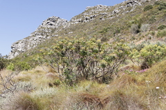 Notobubon galbanum