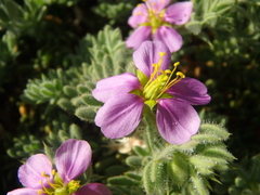Fagonia mollis