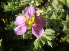 Fagonia mollis