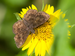 Staphylus hayhurstii