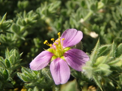 Fagonia mollis