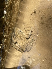 Pelophylax saharicus