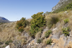 Leucadendron strobilinum
