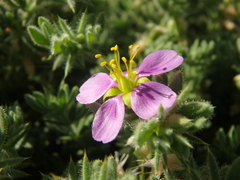 Fagonia mollis
