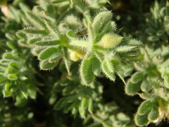 Fagonia mollis