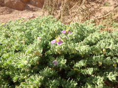 Fagonia mollis