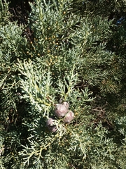 Cupressus