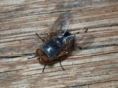 Calliphora
