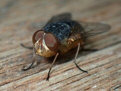 Calliphora