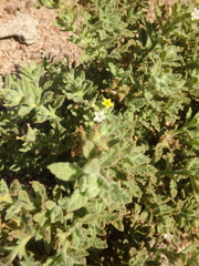 Heliotropium arbainense